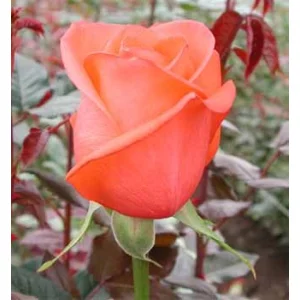 Роза "Movie Star"